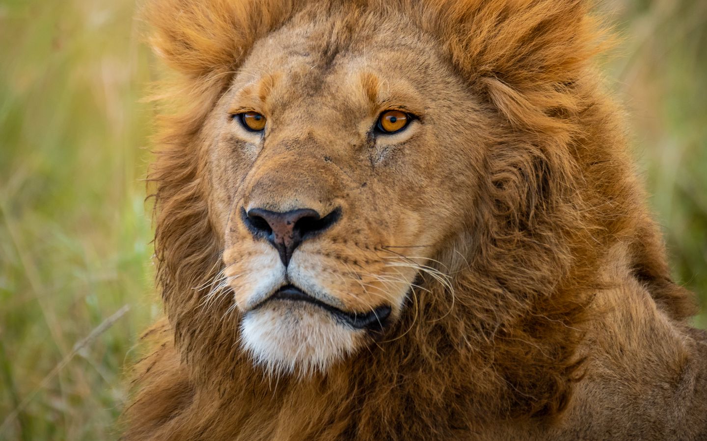 Стилиян Колев cover